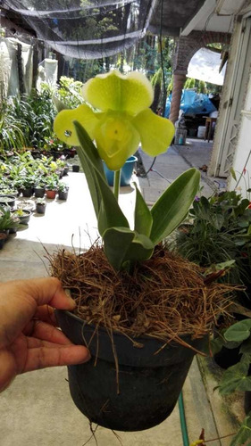 Imagen 2 de 7 de Orquidea Paphiopedilum Yerba Buena