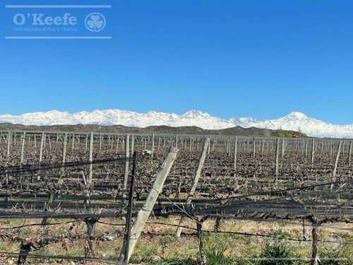 Imagen 6 de 22 de Viñedo Premium De Altura En Mendoza En Venta Sobre Fracción De 23 Has - Oportunidad