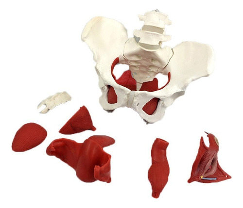 Modelo Anatómico Médico De La Pelvis Femenina Con Órganos Ex