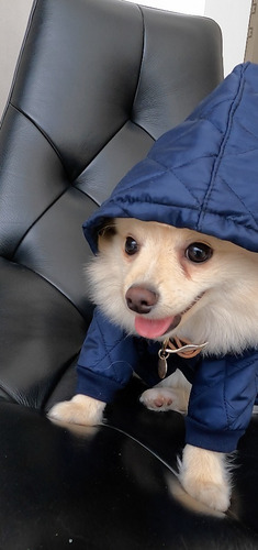 Imagen 2 de 3 de Chaqueta Para Perro Acolchada