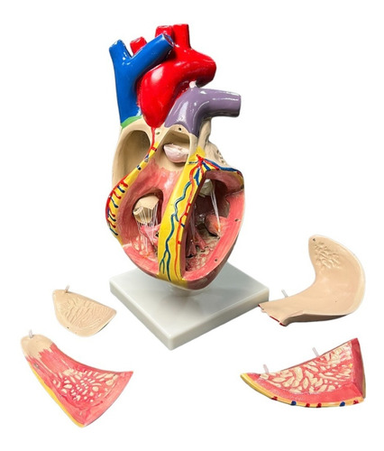 Modelo Anatómico: Corazón Grande 33 Cm 