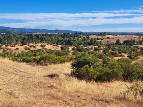 Terreno De 50.000 Mt2 / Cauquenes, Región Del Maule.
