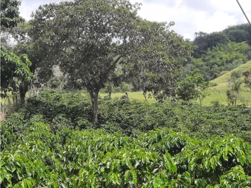 Venta Finca Armenia Sector San Juan Bosco - 5 Cuadras