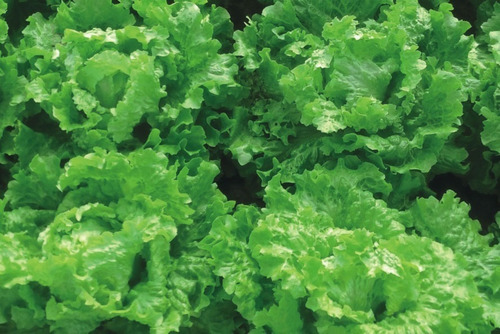 Lechuga Batavia Mantecosa A Granel X Lata 250 Grs