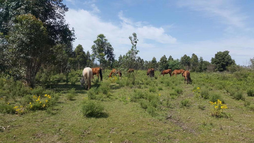 Imagen 5 de 12 de Chacra 10 Ha En El Pinar