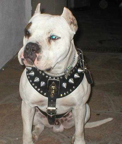 Pechera Piel Con Picos Pitbull Negra Extra Grande Silverado