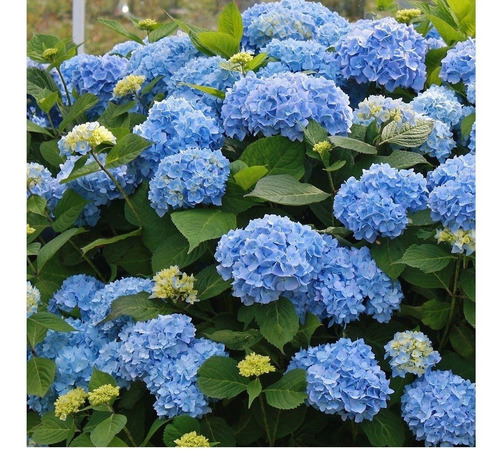 100 Sementes De Hortensia Azul