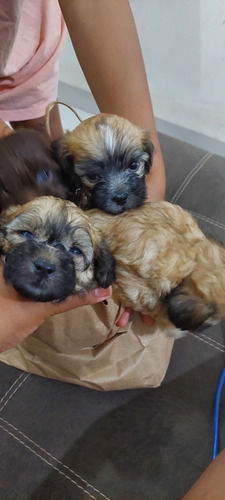 Imagem 3 de 5 de Poodle Toy