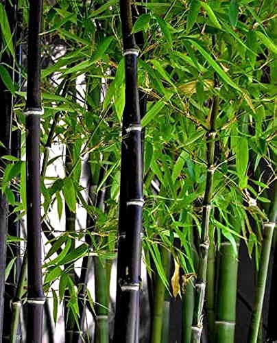 Planta Bambú Negro Variedad Única 