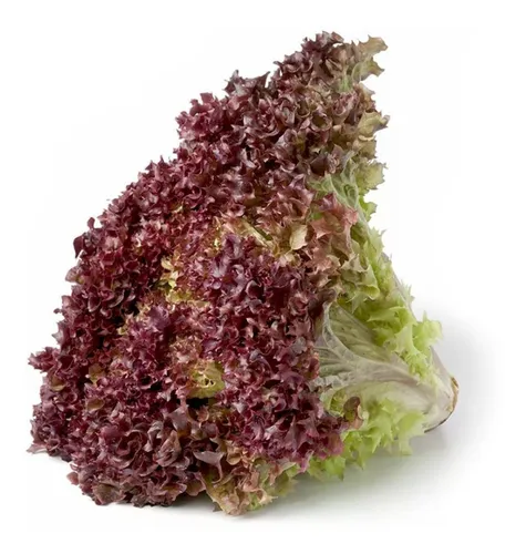 Semillas Lechuga Morada Huerta X 2gr (aprox. 1500 Semillas)
