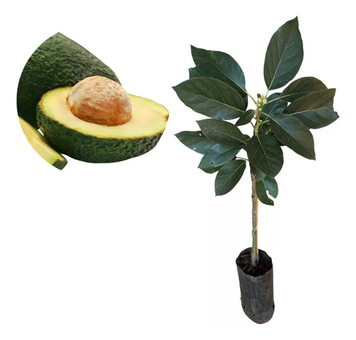 Aguacates Para Cultivo Var. Hass Choquette Lorena. Reg. Ica