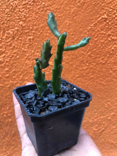 Imagen 2 de 6 de Planta Suculenta Stapelia Schinzii Angolensis (3)