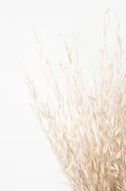 Comprar Ramo Avena - Ramo Flores Secas - Flores Secas Decoración