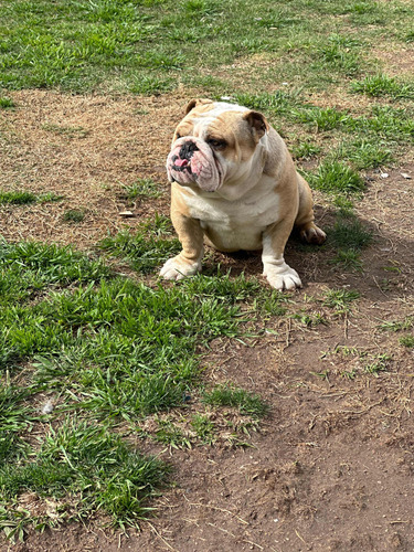 Monta Bulldog