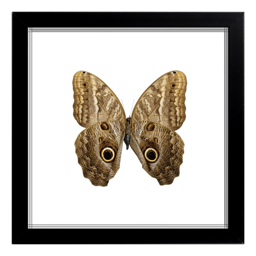 Butterfly Handcrafts Marco De Cristal Doble De Taxidermia He