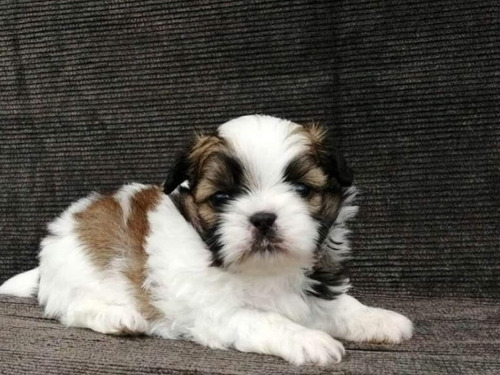 Imagen 1 de 2 de Cachorros Shitzu A 400$