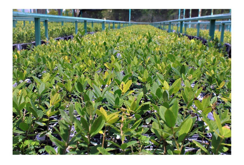 Encino Siempre Verde ( Quercus Virginiana)