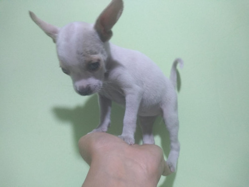 Cachorra Chihuahua Miniatura Vacunada 