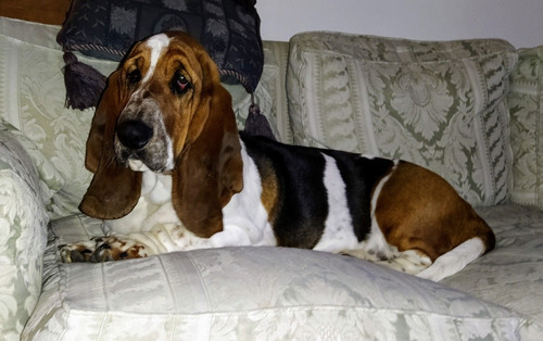 Último Machito Cachorro  Basset Hound