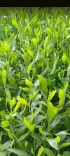 Plantas De Acacia Mangium