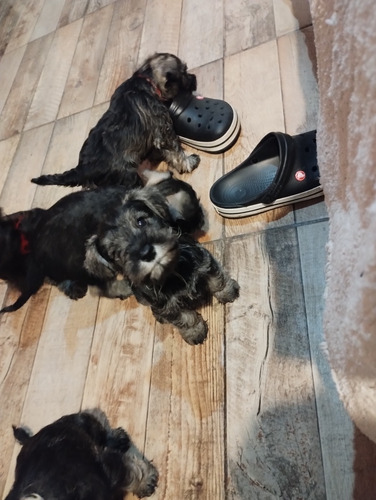 Cachorros Schnauzer Miniatura