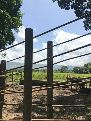 Imagen 12 de 13 de En Venta Hacienda En Bejuma. Ra