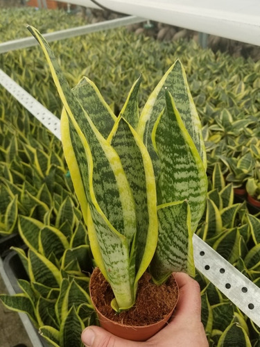 Imagen 3 de 6 de Sansevieria Laurentii Maceta 10 X 3 Plantas X Maceta