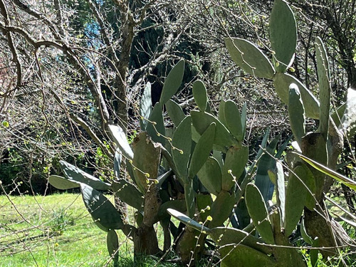Parcela Con Casona A 20 Min Los Angeles Con Rio Bosques