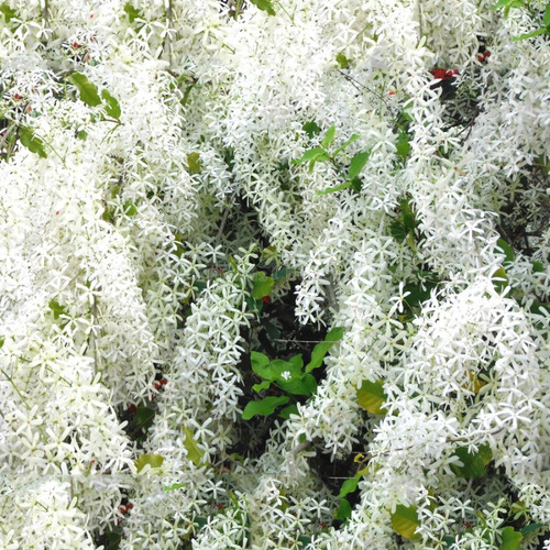 Trepadeira Brasileira Flor De Sao Miguel Ou Viuvinha Branca