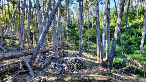 Imagen 13 de 22 de Venta Lote 1700 M2 En Bosque Villa La Angostura