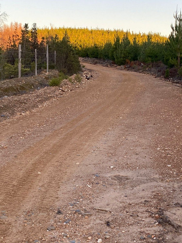 Predio Forestal En Constitución, Regeneración Plan De Manejo