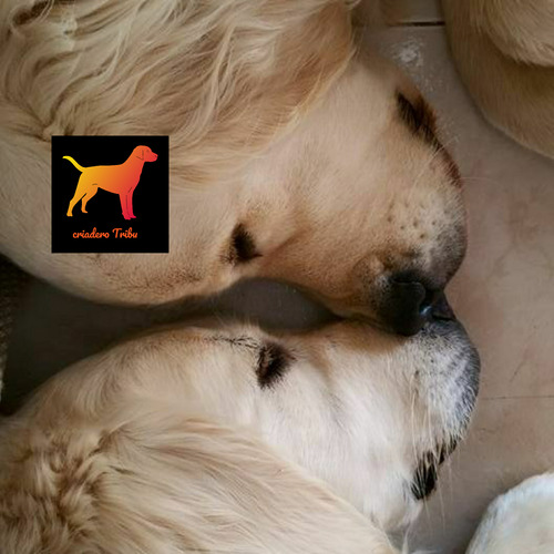Golden Retriever 100% Puros En Criadero Tribu, Soy Guada