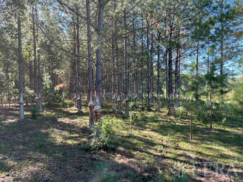 Venta De Campos En Santa Rosa - Concepción - Corrientes