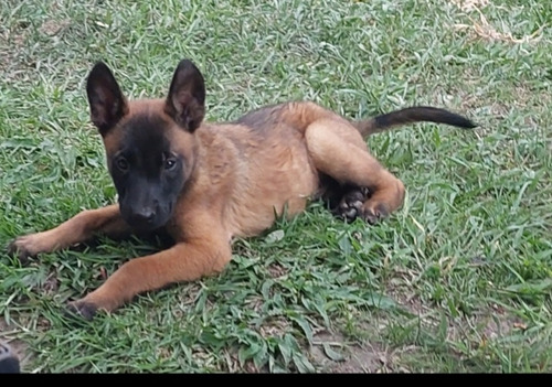 Pastor Belga Malinois Excelente Genética 