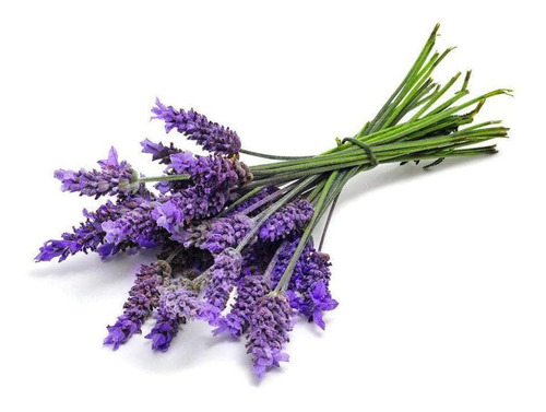 Alfazema Lavanda Francesa Sementes Importadas Flor Pra Mudas