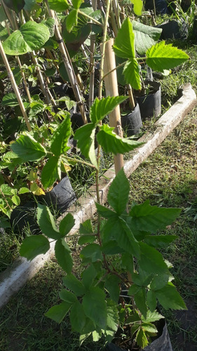 Planta De Frambuesa Adulta - Excelente -vivero Hab. X Senasa