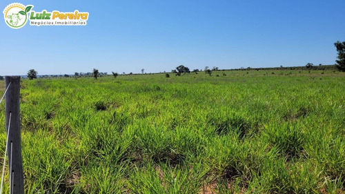 Imagem 6 de 15 de Fazenda À Venda Em Ribas Do Rio Pardo - Ms - 110 Hectares (pecuária) - 2122