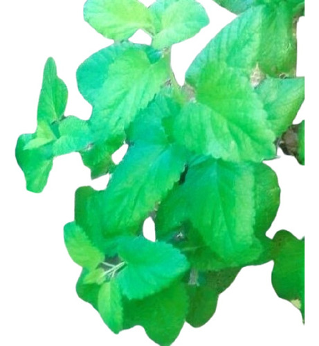Melissa Toronjil Limoncillo Vivero Orgánico Cielo Verde