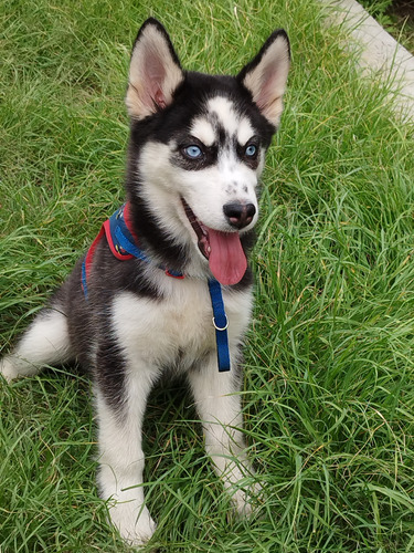 Cachorra Husky Siberiano De 6 Meses 