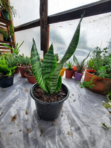 Espada De San Jorge O Sansevieria