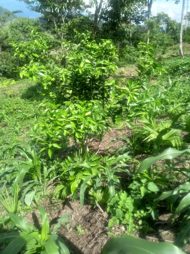 Finca En Vereda Torres En Guayabal De Siquima
