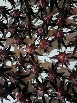 Comprar Flor De Jamaica Fresca O Deshidratada