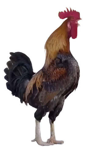 Ovos Férteis De Galinha Caipira Frete Grátis Marrom