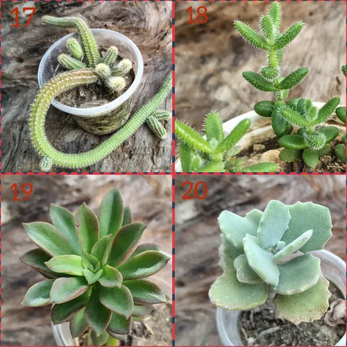Suculentas Y Cactus Barinas