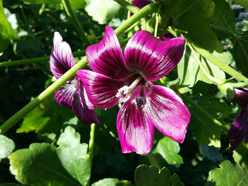 Semillas Árbol De Alcea 