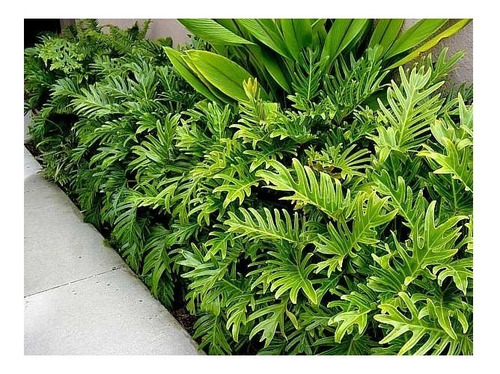 Muda De Guaimbê Ideal Para Jardim E Canteiros Alta Qualidade