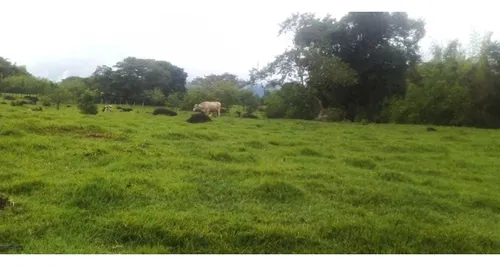 Vendo Finca Támesis 20000 M²
