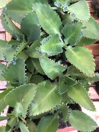 Kalanchoe Laetivirens - Suculenta Medicinal