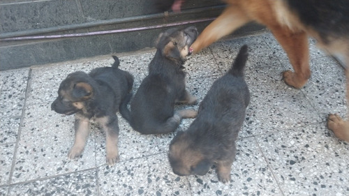 Imagen 2 de 5 de Cachorros Pastor Alemán