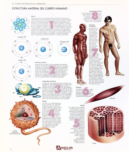 El Cuerpo Humano En Su Conjunto, Atlas De Anatomía